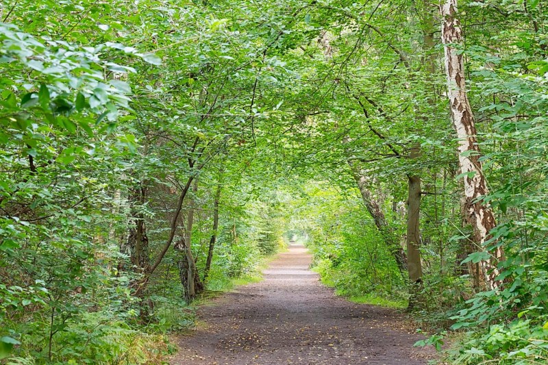 Forest paths