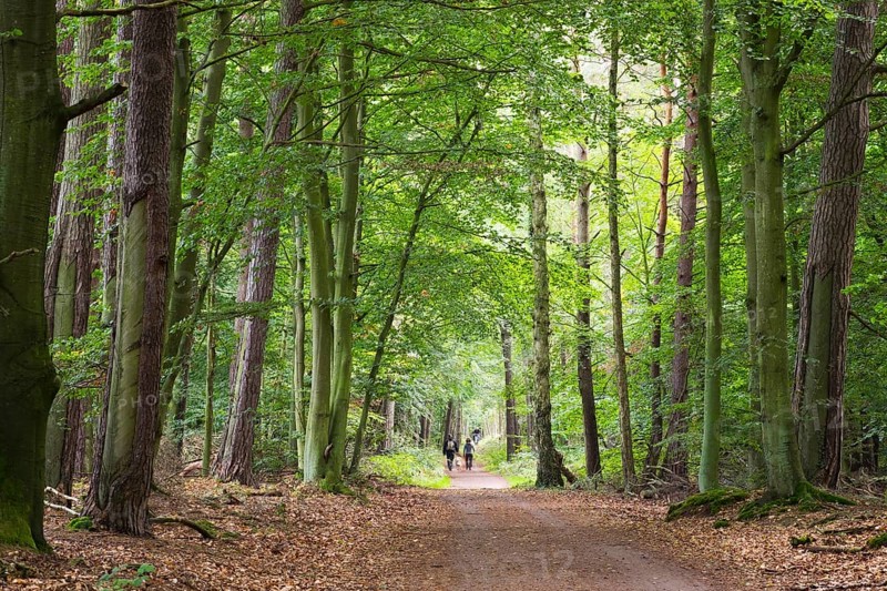 Forest paths