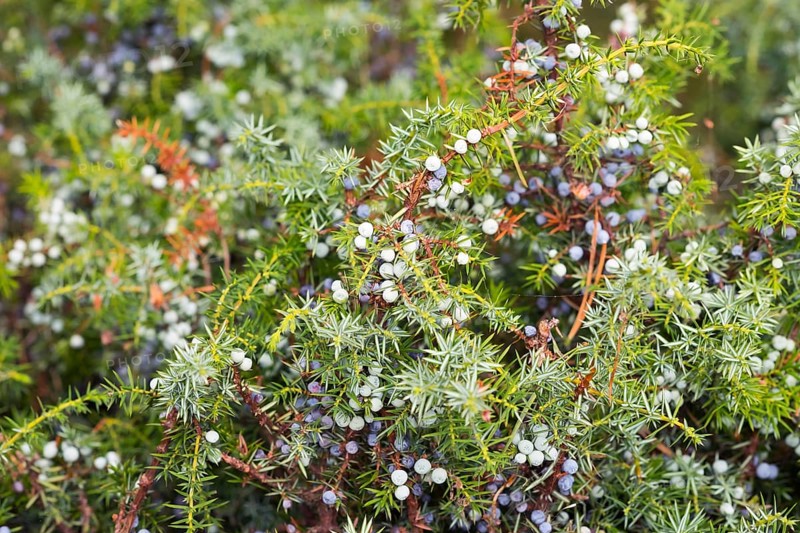 Common juniper (Juniperus communis) berries