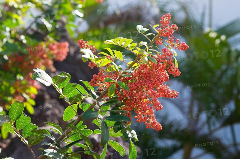 Brazilian peppertree (Schinus terebinthifolius) with berries