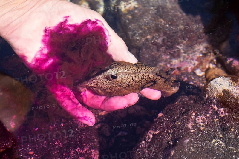 Spotted sea hare (Aplysia dactylomela) in hand