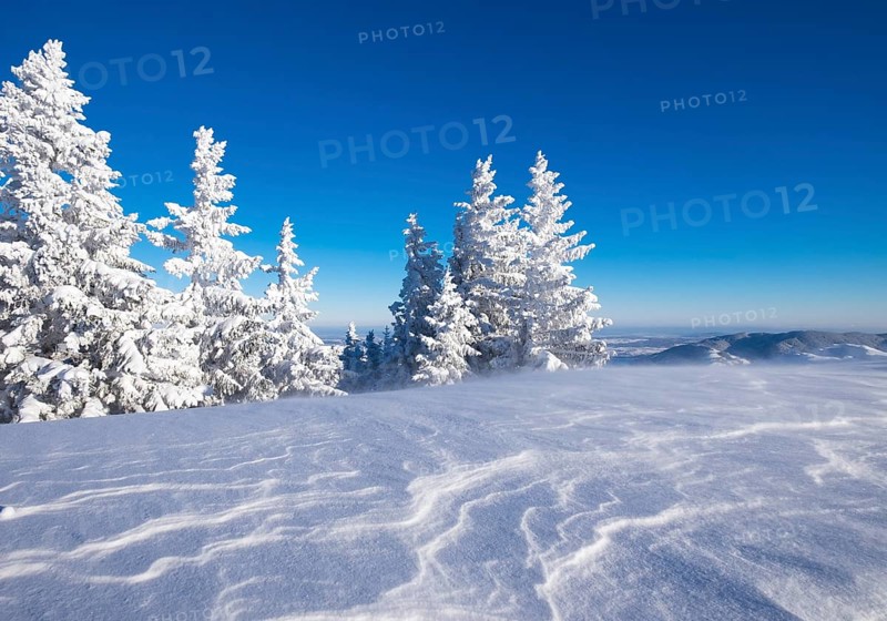 Snowy spruce (Picea sp.) trees on Brauneck