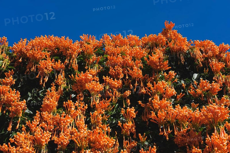 Flowering flamevine