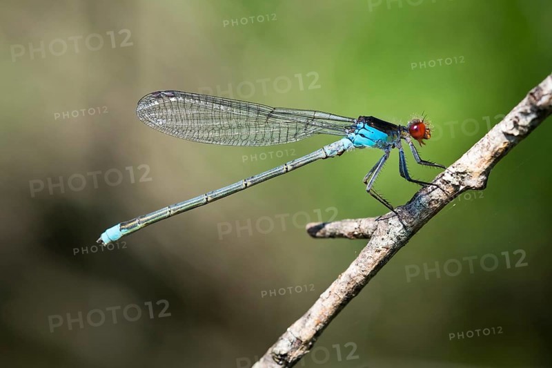 Red-eyed damselfly (Erythromma najas)