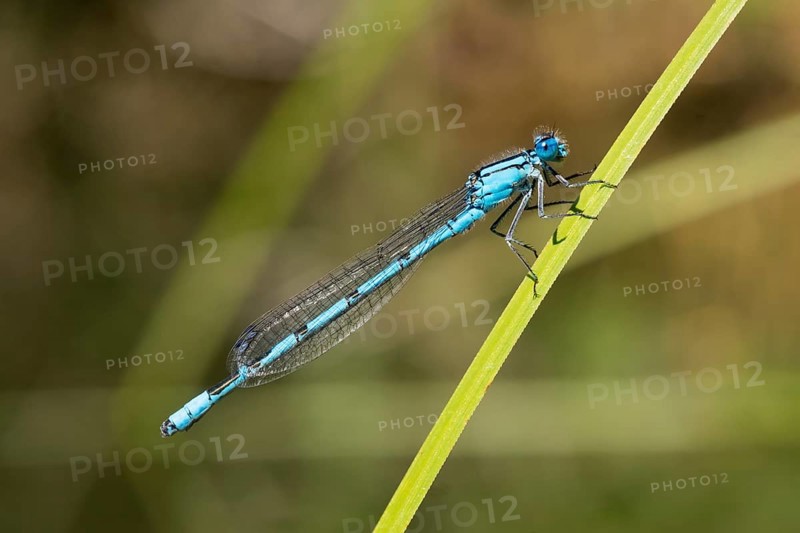 Common Blue Damselfly (Enallagma cyathigerum)