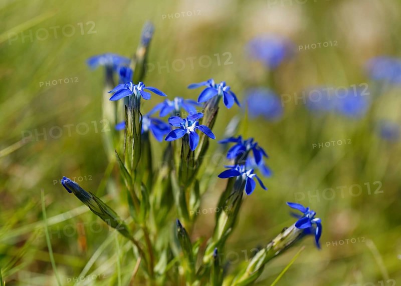 Alpine gentian (Gentiana nivalis)