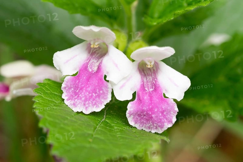 Bastard Balm (Melittis melissophyllum)