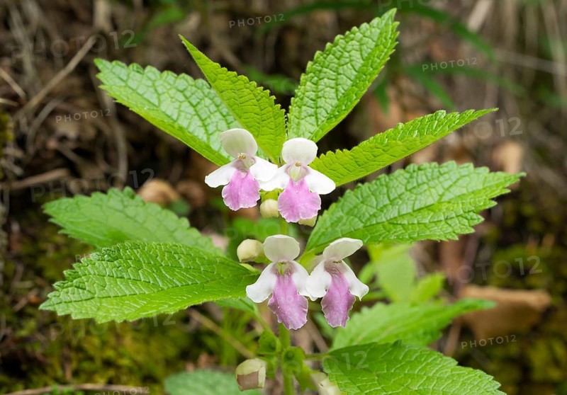 Bastard Balm (Melittis melissophyllum)
