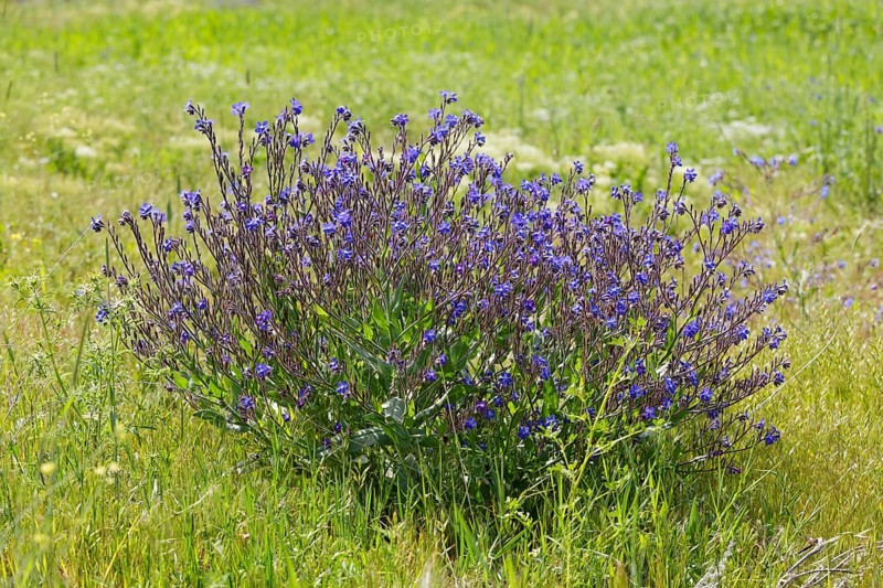 Bugloss (Anchusa officinalis)
