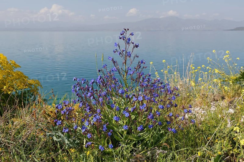 Bugloss (Anchusa officinalis)