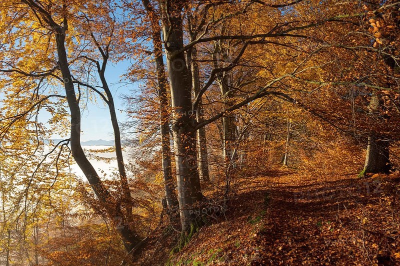 Forest path through autumnal beech forest