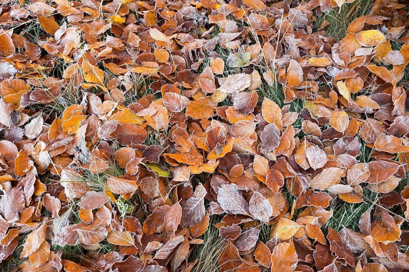 Autumn leaves