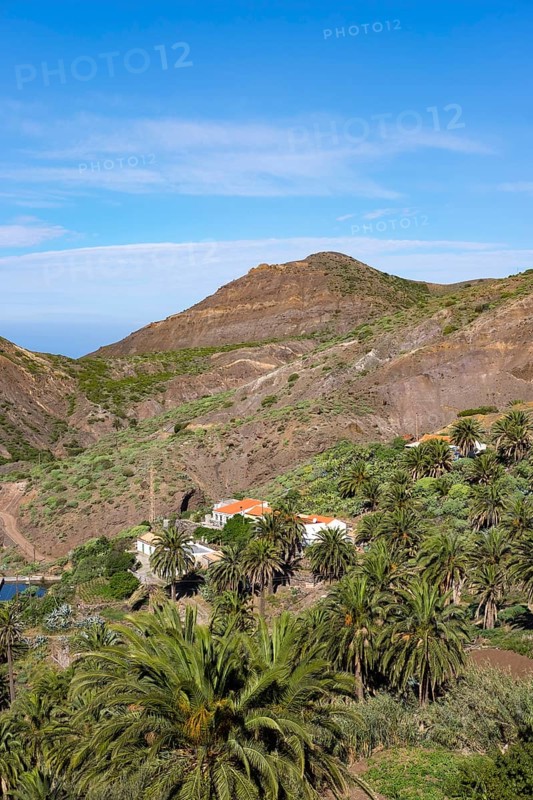 Village Tazo with Canary Island date palms (Phoenix canariensis) in Vallehermoso