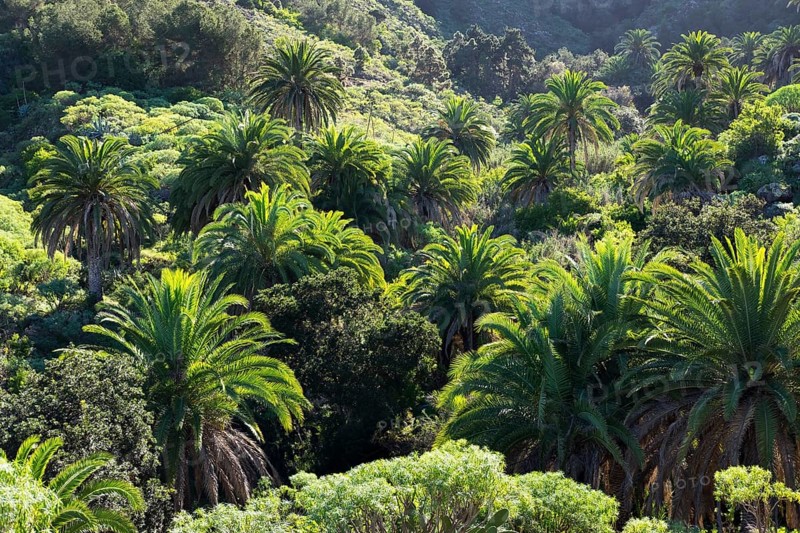 Canary Island date palms (Phoenix canariensis)