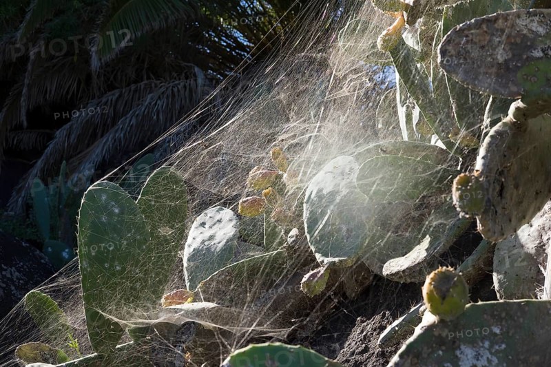 Cobweb of a Tropical Tent-Web Spider (Cyrtophora citricola) on a prickly pear (Opuntia)
