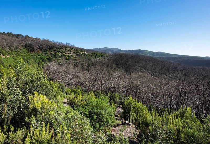Burnt laurel forest