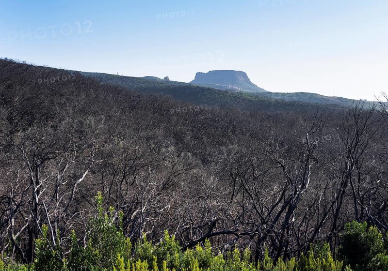 Burnt laurel forest