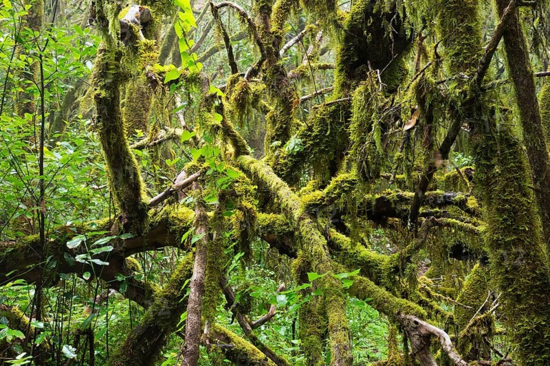 Mossy tree branches in a laurel forest