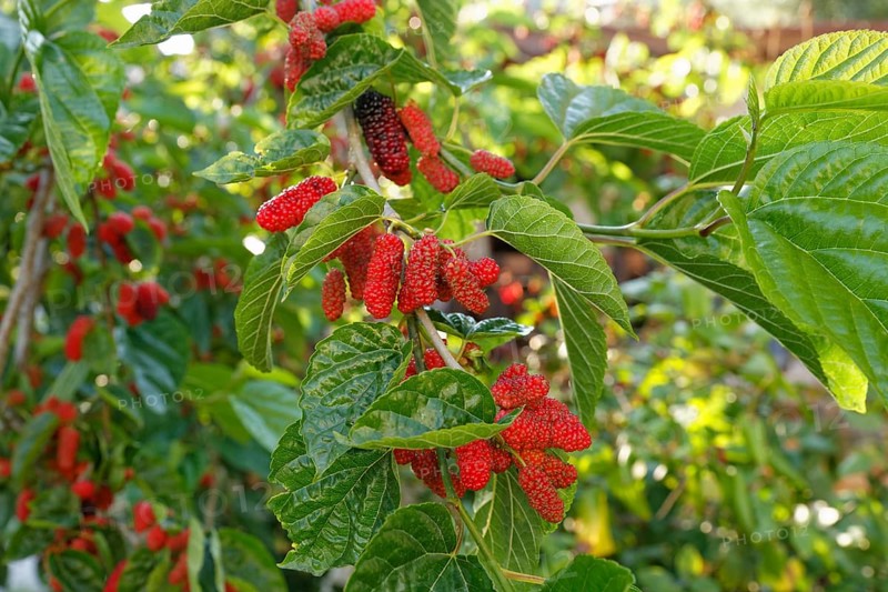 Red berries on a tree branch