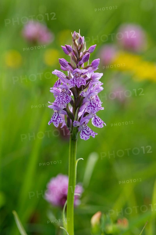 Heath Spotted Orchid (Dactylorhiza maculata)