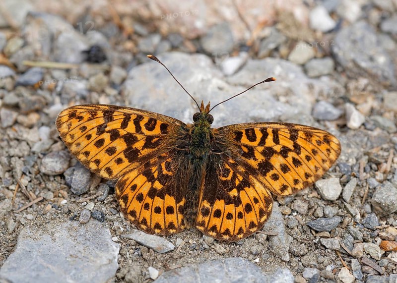 Thor's fritillary (Boloria thore)