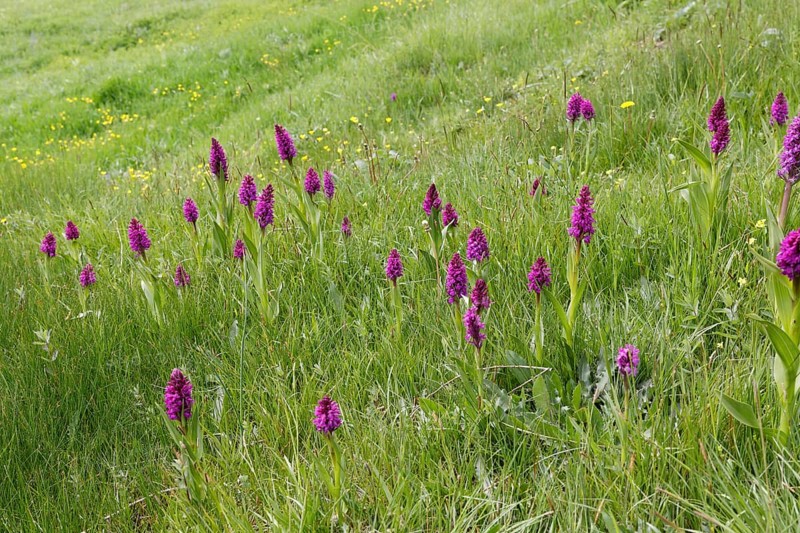 Marsh orchid (Dactylorhiza Osmanica) in a meadow
