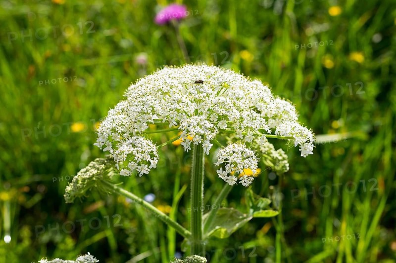 Hogweed (Heracleum sphondylium)