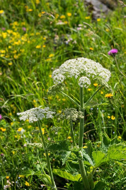 Hogweed (Heracleum sphondylium)