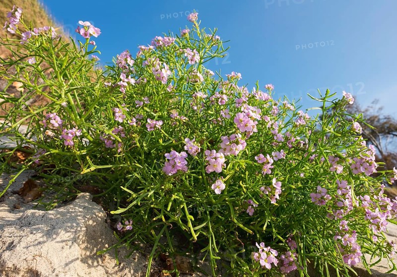 European sea rocket (Cakile maritima)