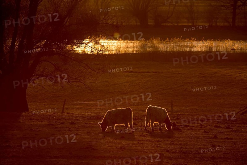 Galloway cattle (Bos primigenius taurus) in backlight on a pasture