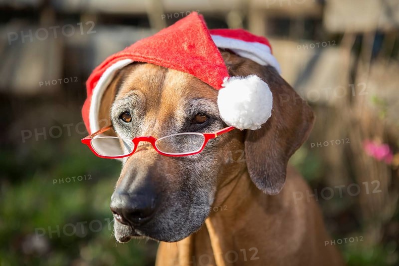 Dog (Canis lupus familiaris)
