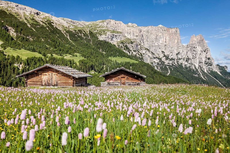 Flower meadow in the spring on the Seiser Alm in the Schlern-Rosengarten nature park