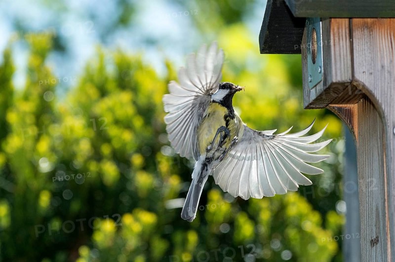 Great Tit (Parus major)