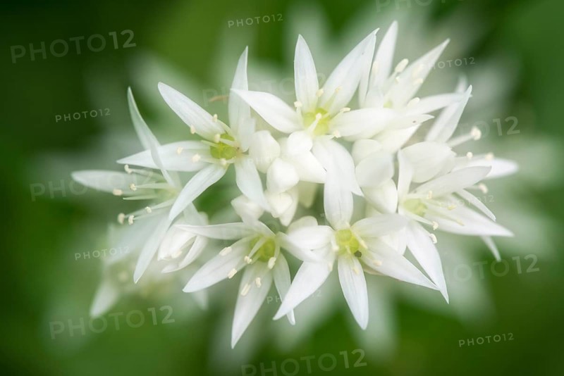 Wild Garlic (Allium ursinum)