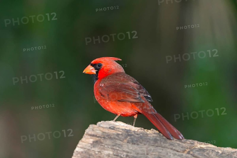 Northern Cardinal (Cardinalis cardinalis)