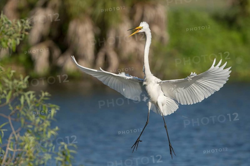 Great Egret (Casmerodius albus