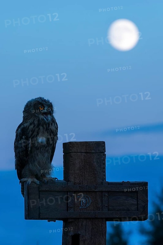 Eurasian eagle-owl (Bubo bubo)