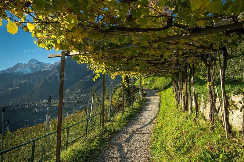 Hiking trail through the vineyards