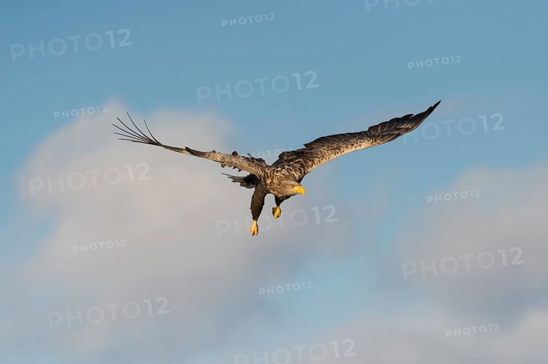 White-tailed eagle (Haliaeetus albicilla) in flight