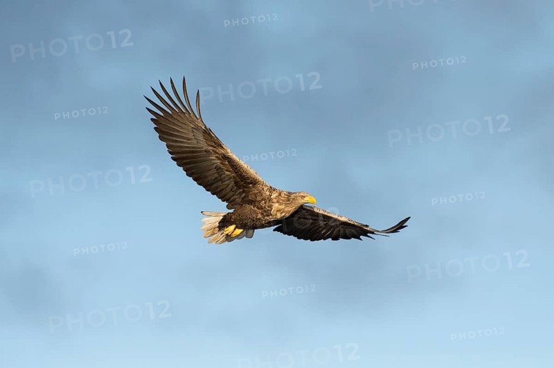 White-tailed eagle (Haliaeetus albicilla) in flight