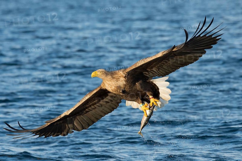 White-tailed eagle (Haliaeetus albicilla) flying with fish prey over water