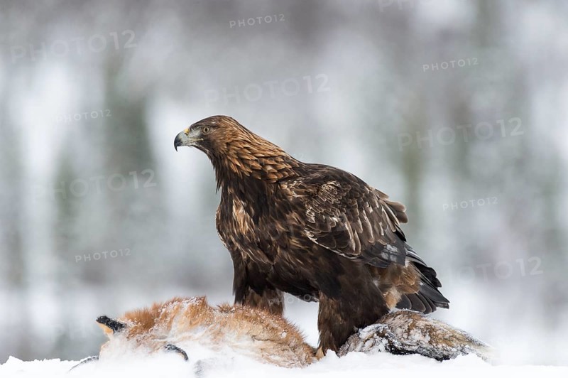 Golden Eagle (Aquila chrysaetos) with fox as prey in snow