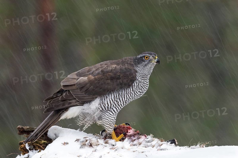 Northern goshawk (Accipiter gentilis) with prey in snow flurry