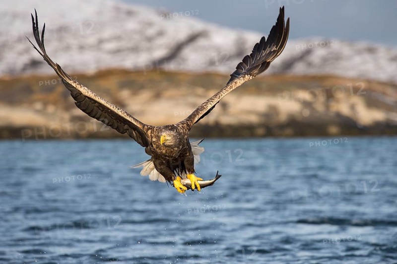 White-tailed eagle (Haliaeetus albicilla) flying with fish prey over water