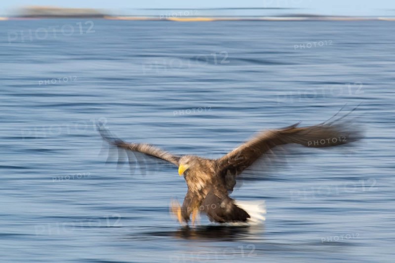 White-tailed eagle (Haliaeetus albicilla) hunting over water