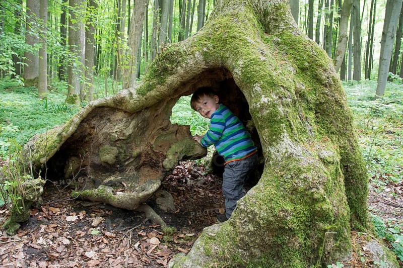 Toddler playing in a hollow tree trunk or root
