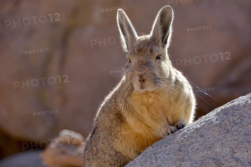 Southern viscacha (Lagidium viscacia) leaning against a rock