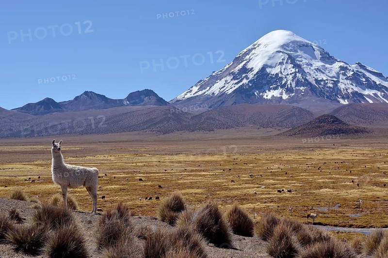 Llama (Lama glama) in front of Nevado Sajama volcano