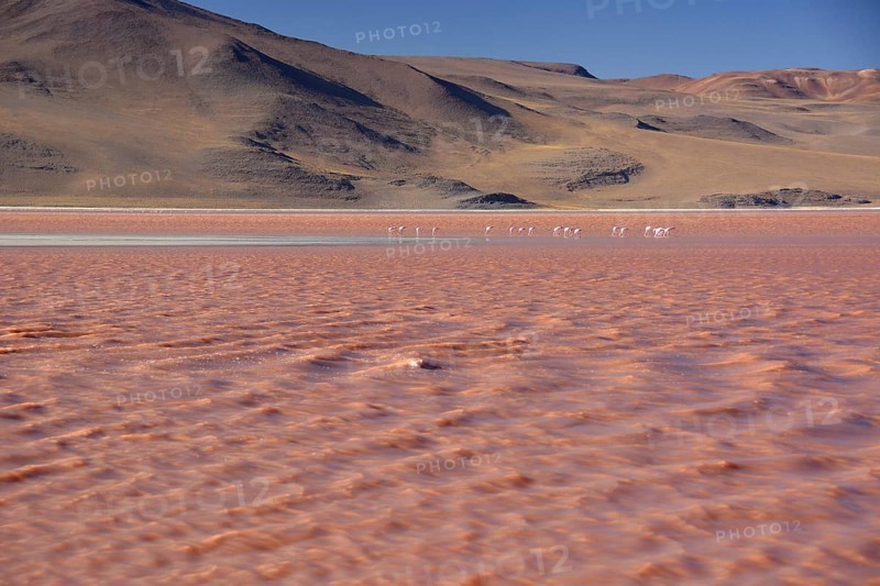 Flamingos (Phoenicopterus sp.) in Laguna Colorada