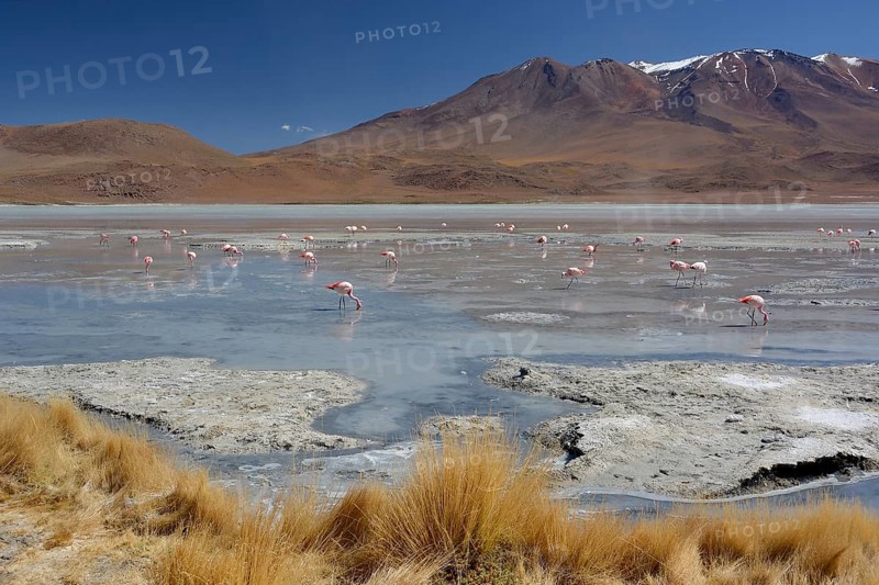 Laguna Hedionda with James's Flamingos (Phoenicoparrus jamesi)